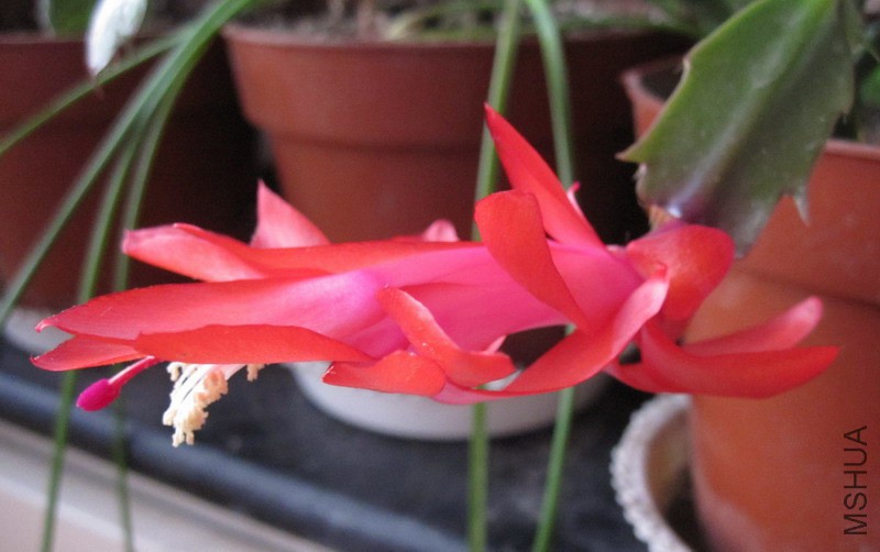 Schlumbergera truncata 'Exotic Dancer' зצ�� ������� 5.jpg