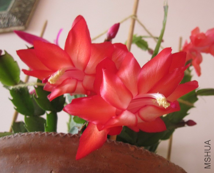 Schlumbergera truncata 'Exotic Dancer' зצ�� ������� 8.jpg