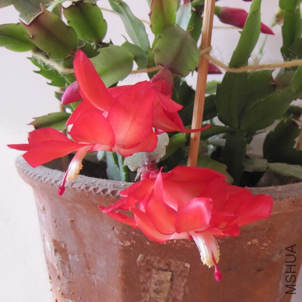 Schlumbergera truncata 'Exotic Dancer' зצ�� ������� 7.jpg