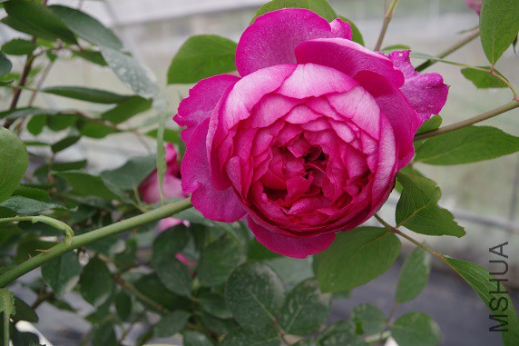 IMGP3294.JPG
