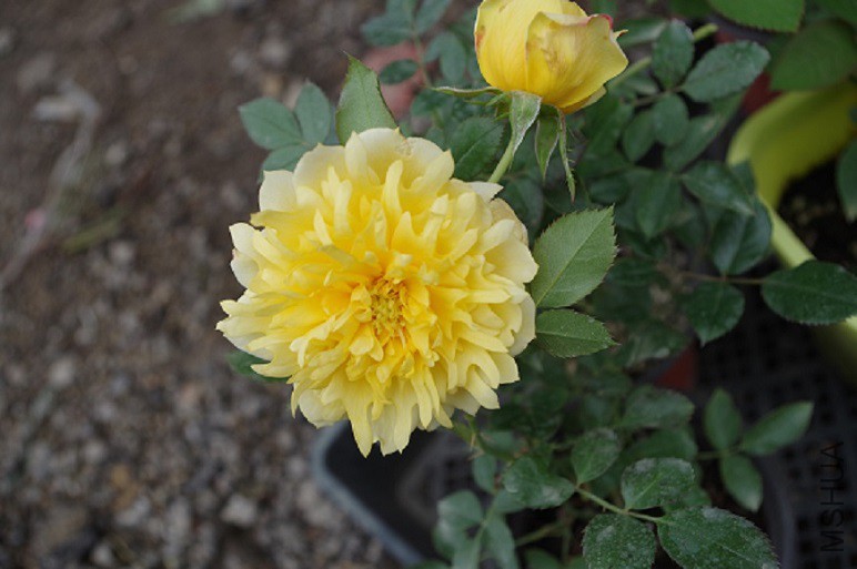 IMGP3330.JPG