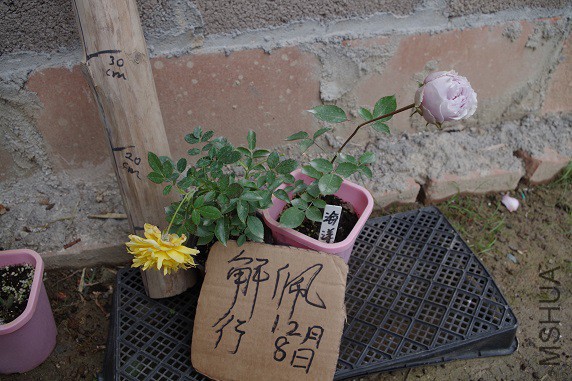IMGP3337.JPG