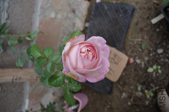 IMGP3342.JPG