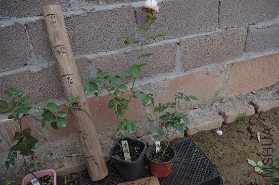 IMGP3346.JPG