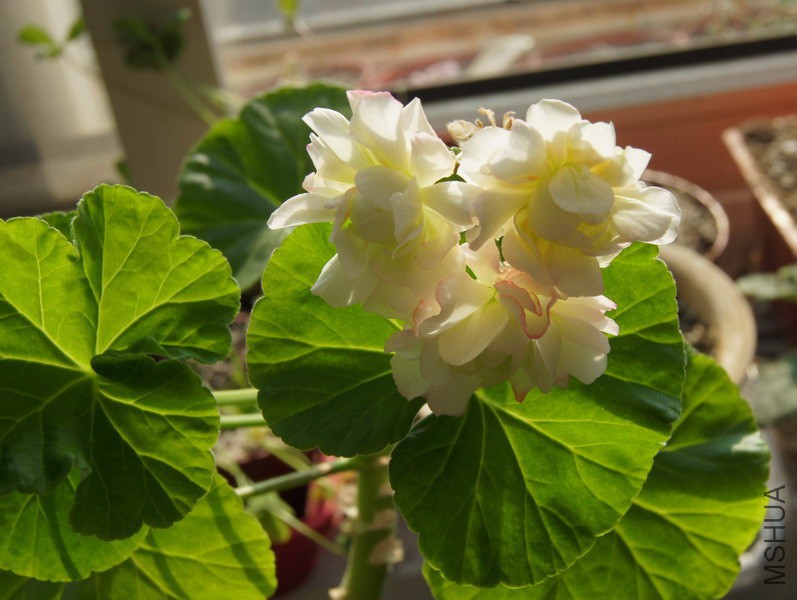 Pelargonium �� hortorum 'Appleblossom Rosebud' ���� 1.jpg