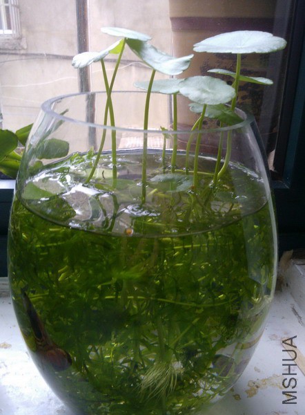 Hydrocotyle verticillata ͭǮ�� 3.jpg