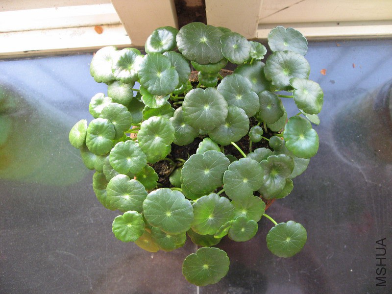 Hydrocotyle verticillata ͭǮ�� 1.jpg