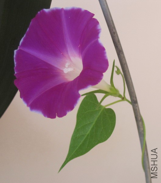 Ipomoea nil ǣţ��.JPG