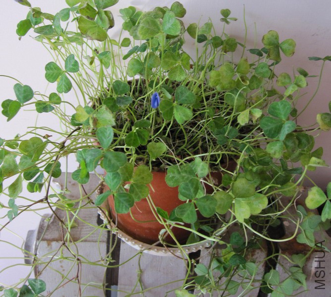 Parochetus communis(Blue oxalis) ��ȸ�� ���� ������ 1.jpg