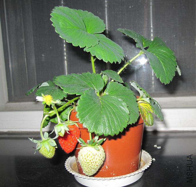 Fragaria �� ananassa ��ݮ 1.jpg