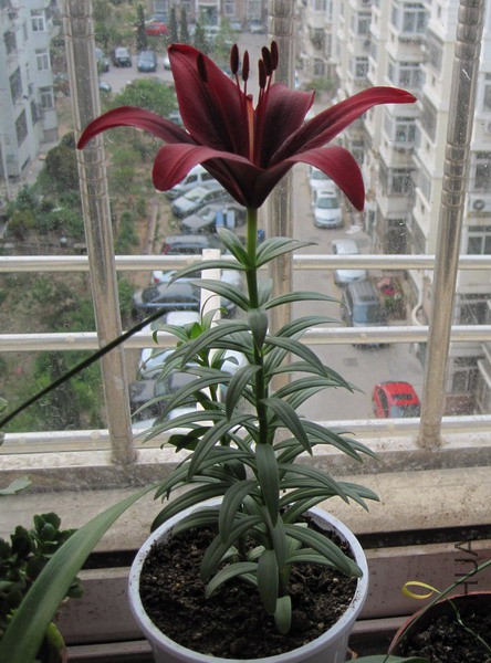 Lilium 'Monte Negro' �������� 0.jpg