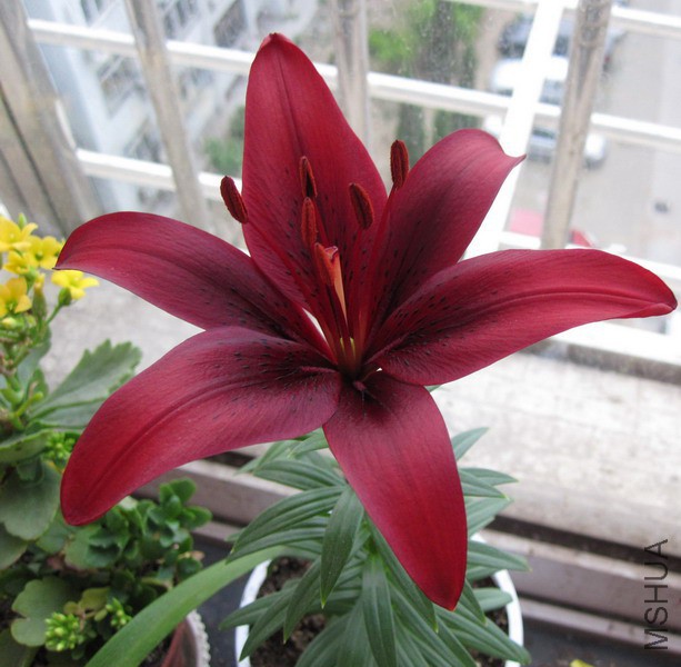 Lilium 'Monte Negro' �������� 2.jpg