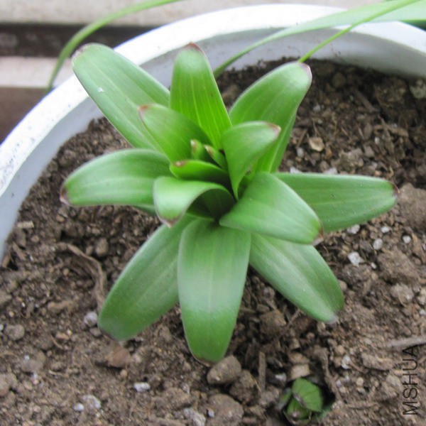 Lilium 'Monte Negro' ��������.jpg