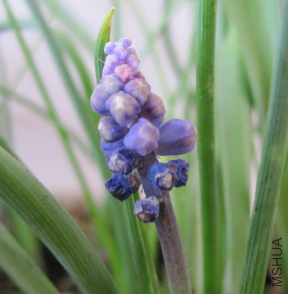 ��ɫ ���ѷ�����.jpg