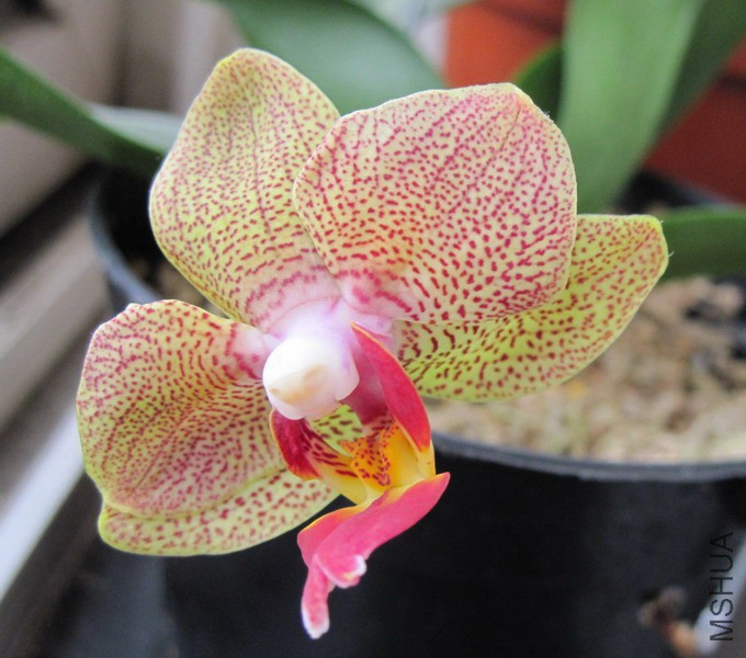 ������ �ơ�ɫ��� С��.jpg