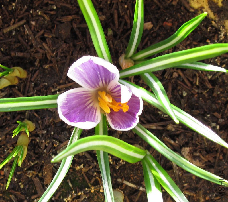 Crocus sativus Piclwick.jpg