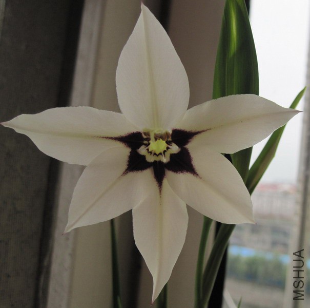 ���ۻ� Gladiolus murielae.jpg