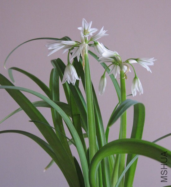 Allium triquetrum �����̰�С���� 2.jpg