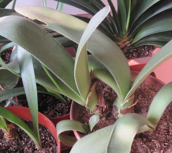 Haemanthus albiflos�׻������� 1.JPG