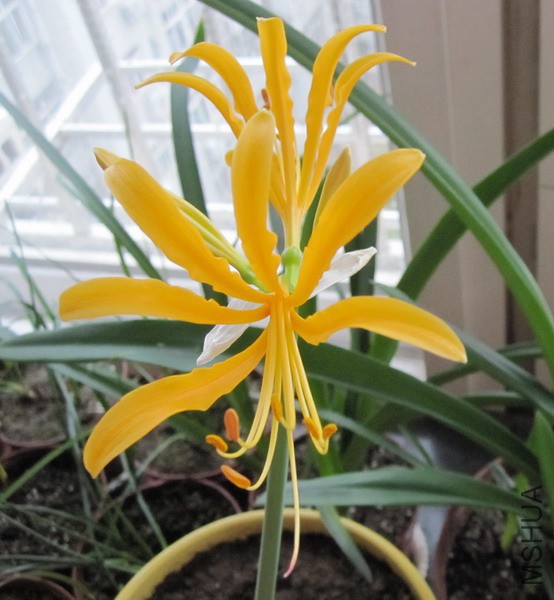 Lycoris aurea 3.jpg