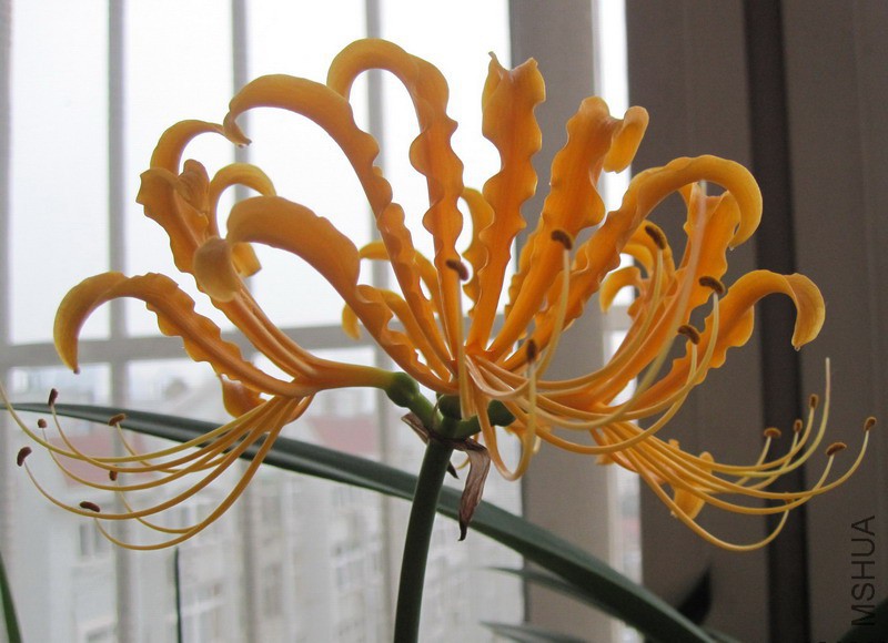 Lycoris aurea 2.jpg