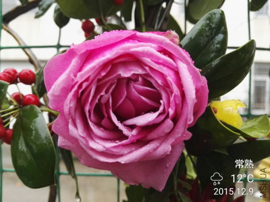 QQͼƬ20151209133957.jpg