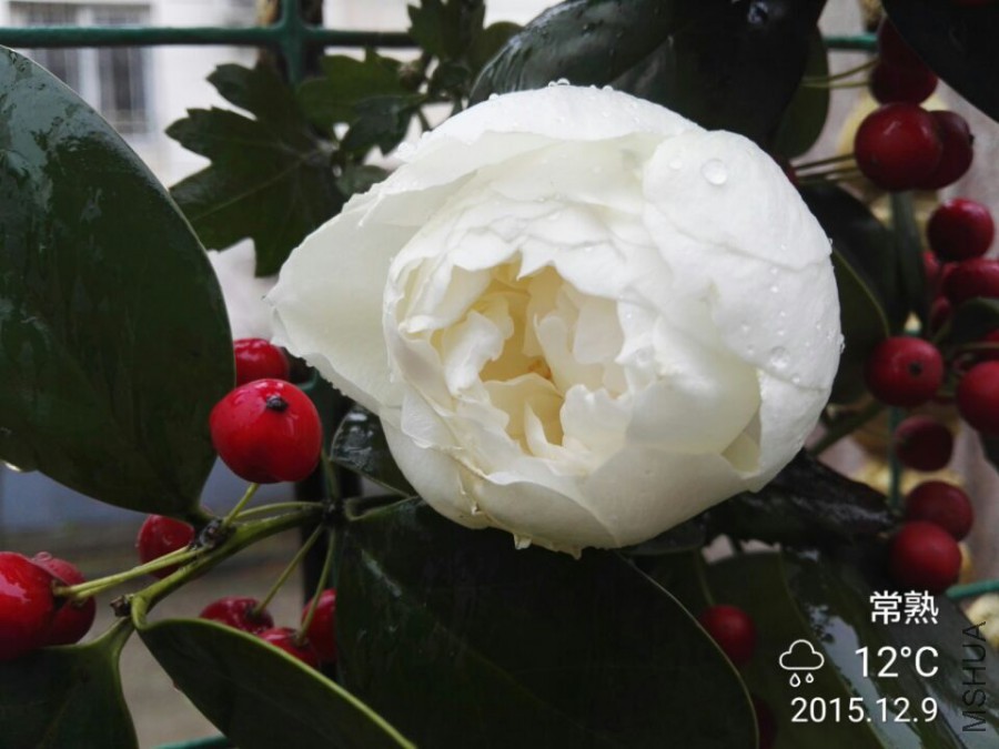 QQͼƬ20151209134001.jpg