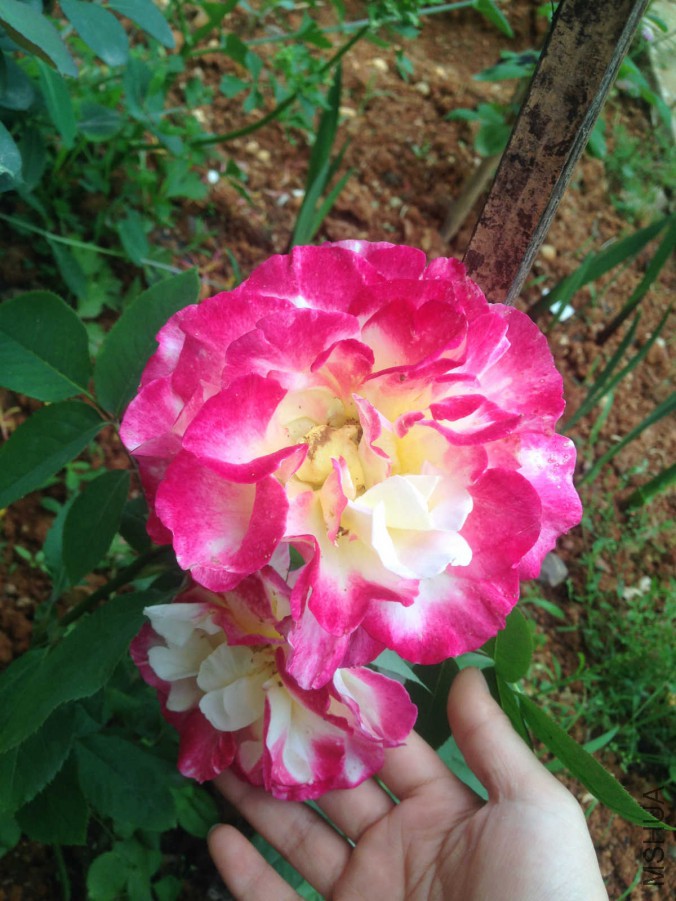 IMG_1138_meitu_6.jpg