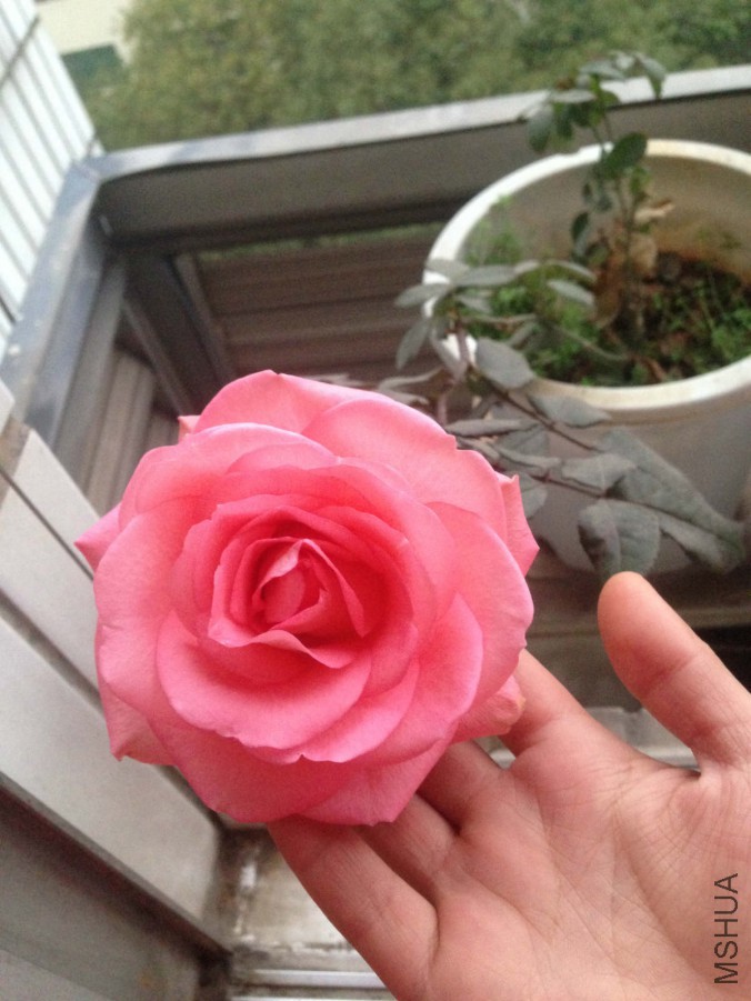 IMG_0154_meitu_2.jpg