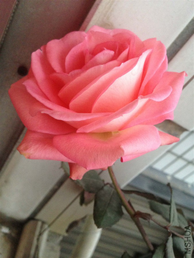 IMG_0155_meitu_1.jpg