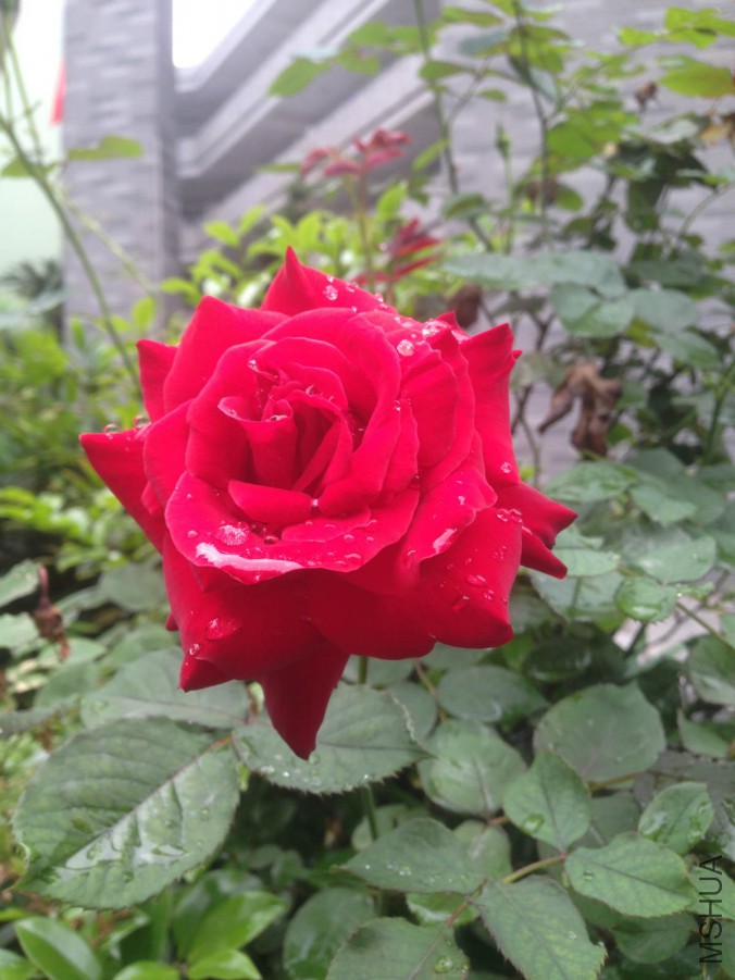 IMG_1050_meitu_4.jpg
