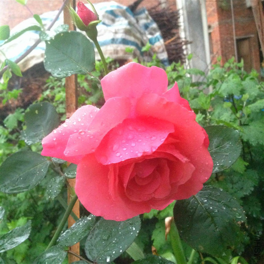 IMG_1279_meitu_7.jpg