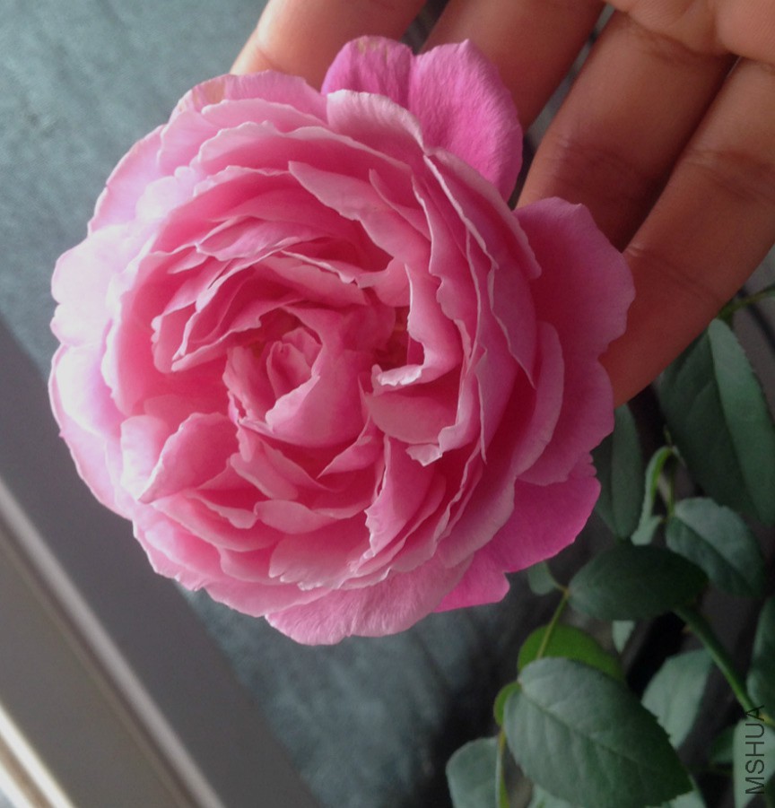 IMG_2209_meitu_8.jpg