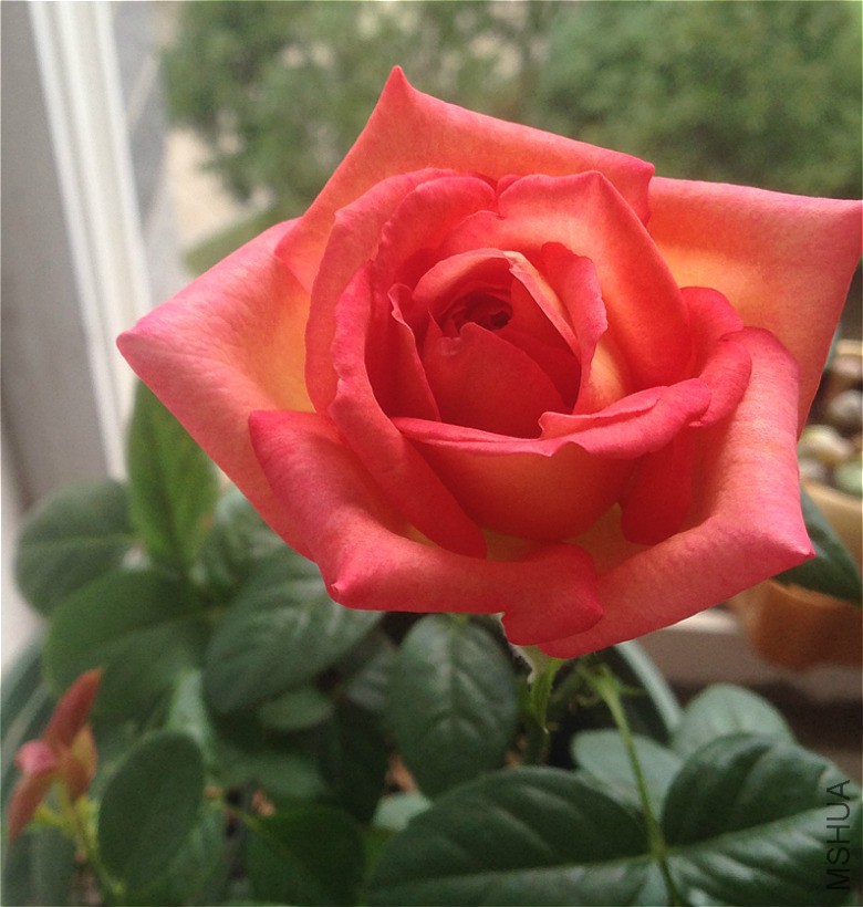IMG_2211_meitu_9.jpg