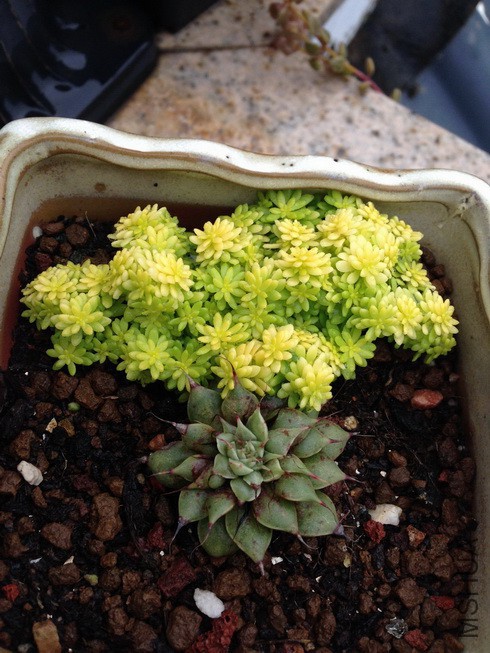 �ƽ��+����