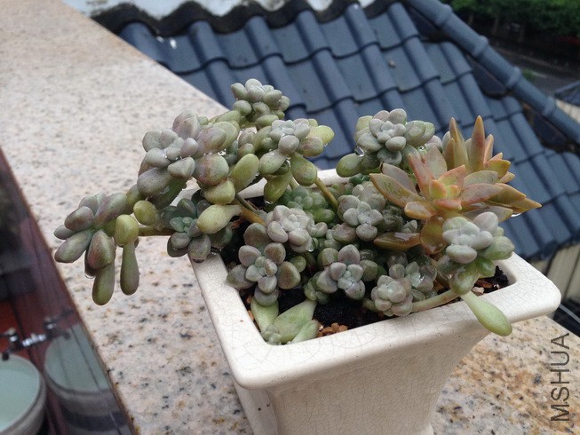 ������ ����.jpg