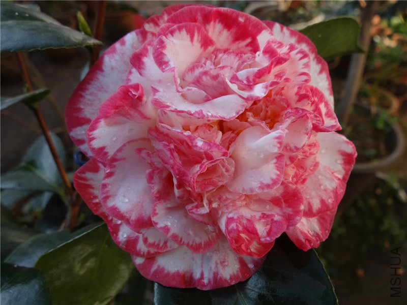 DSC02015.jpg