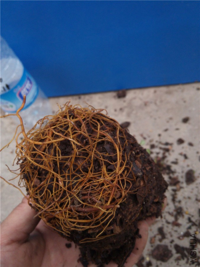 20151210161921�����ĸ�ϵ_����.jpg