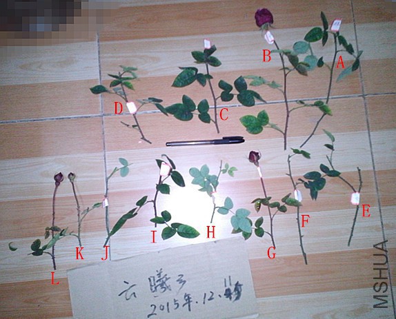 12.11֦��.jpg