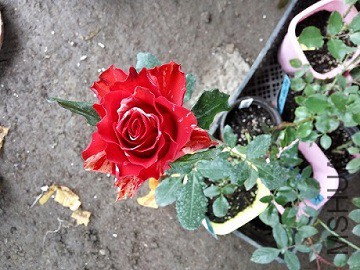 IMG_20151211_134039.jpg