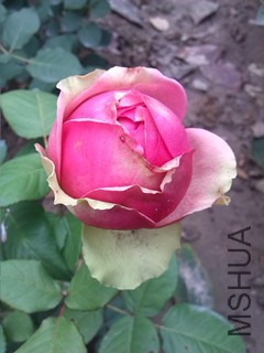 IMG_20151112_144808_����2.jpg