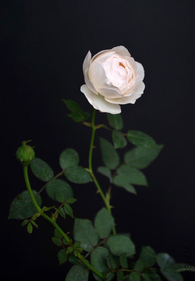 IMGP4691 ��ݮ���ʱ�@1.jpg