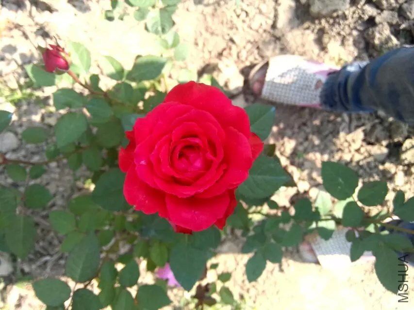δ֪