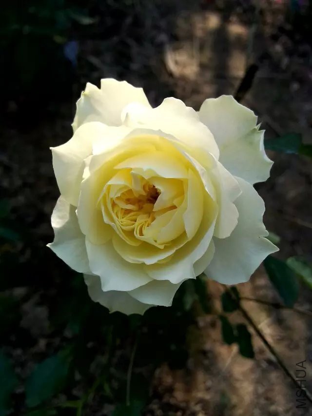 �¹�����