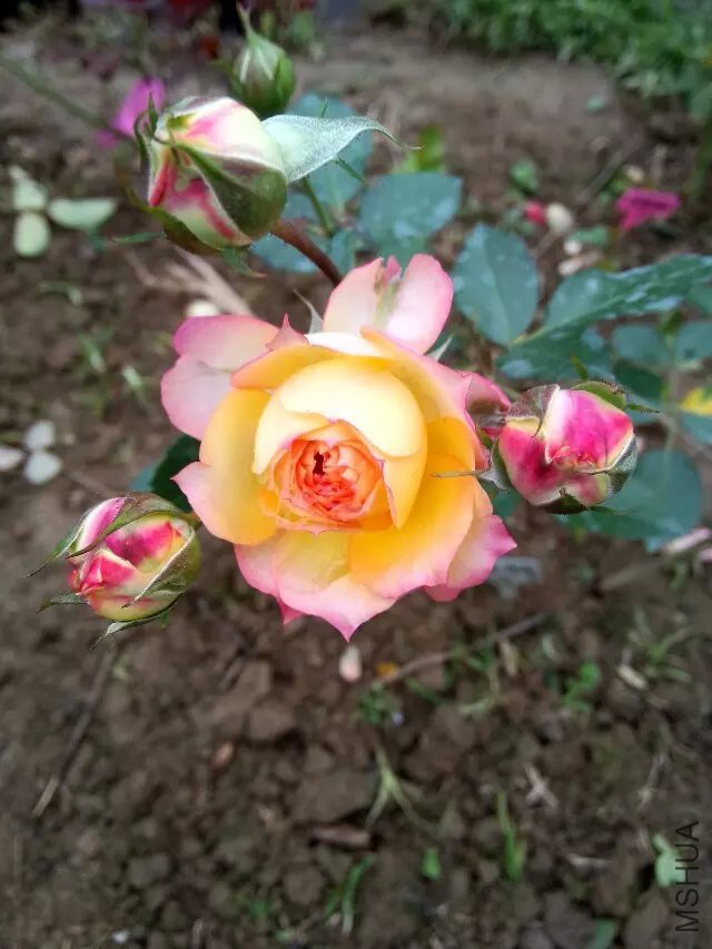 ����õ����ɴ