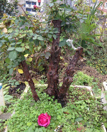 QQͼƬ20151214151420.jpg