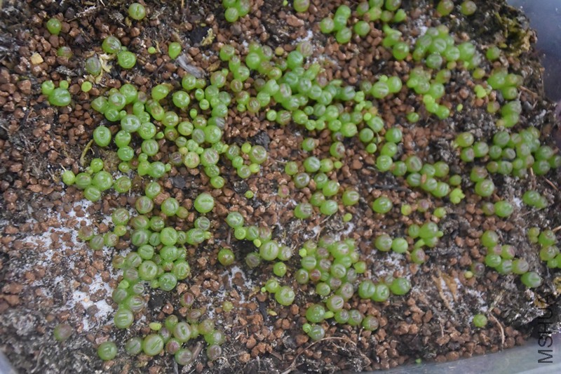 DSC_0456_����.jpg