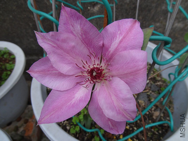 DSC01082 - ����.JPG