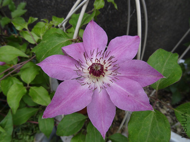 DSC03749 - ����.JPG