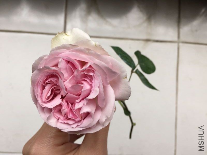 ��Ƭ 006_����.jpg